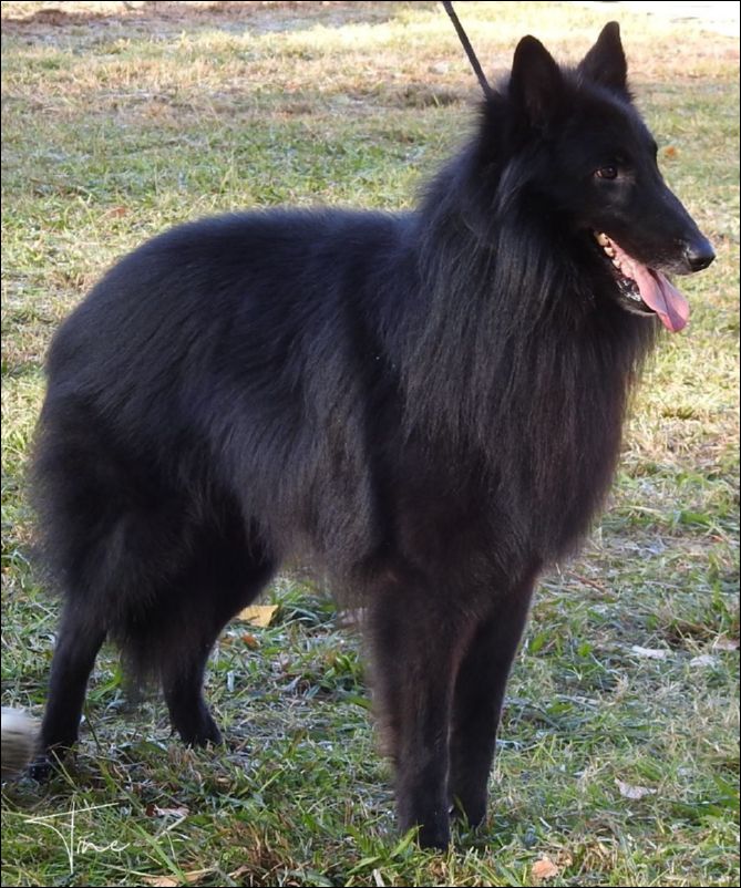 Campe�n De Espa�a Thor De Ancano Rappel de CAC Campeones machosy MR 